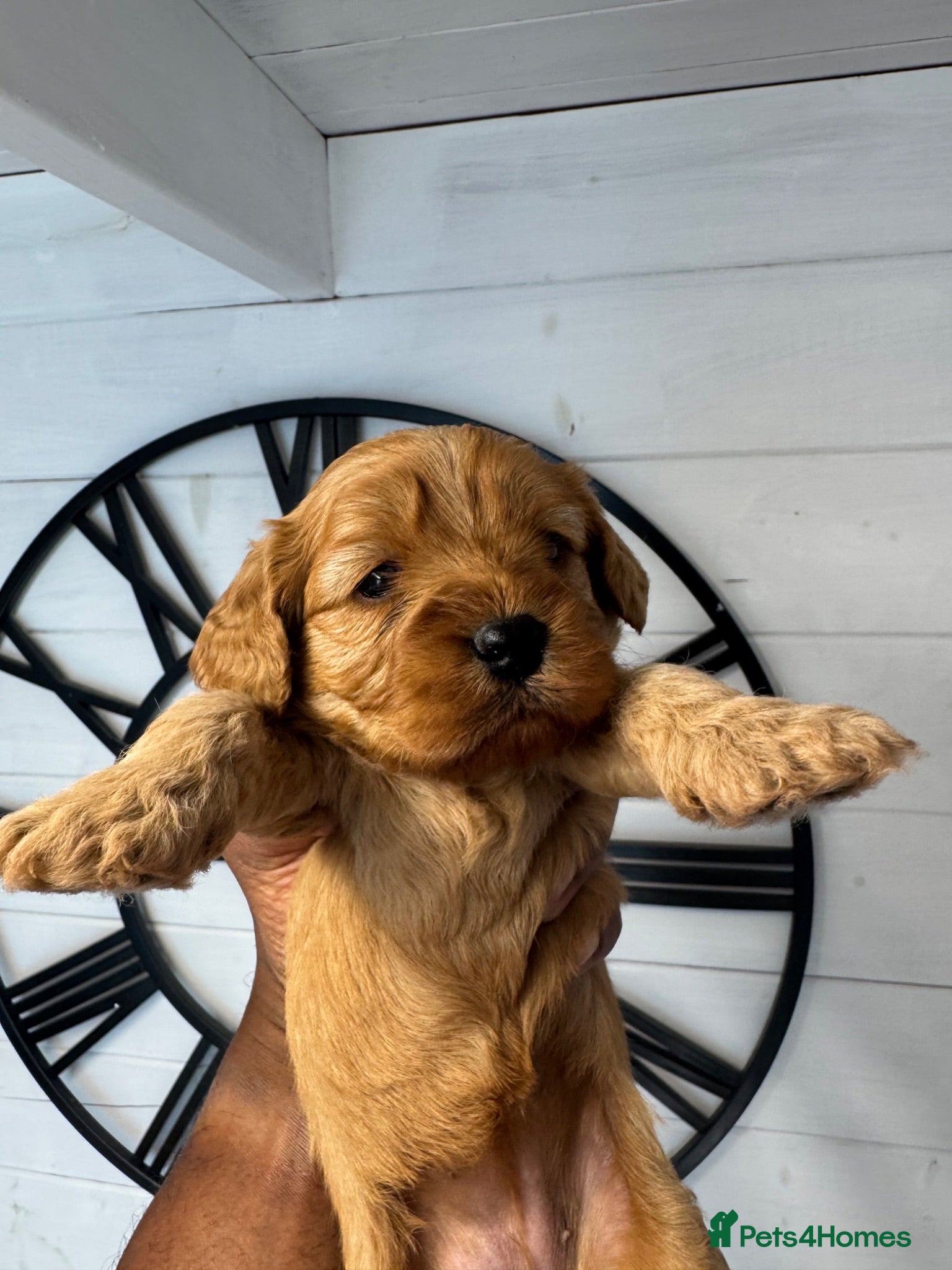 Cavapoo dogs Beautiful Red Cavapoo Puppies Available - Advert 1
