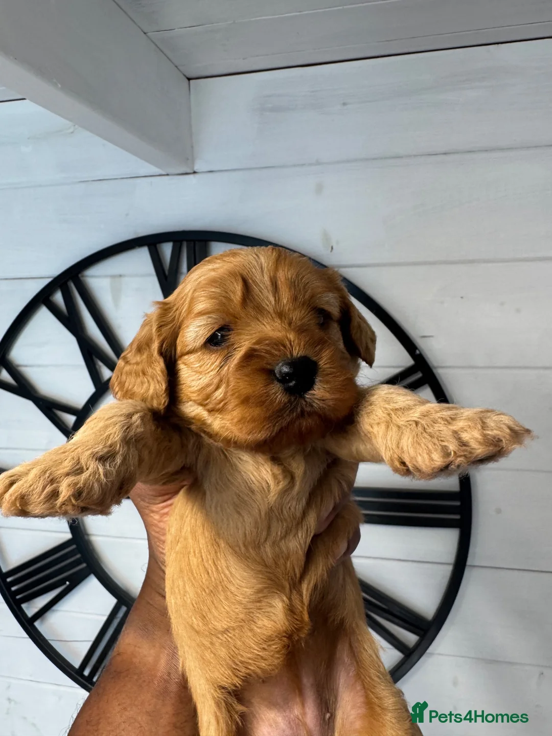 Cavapoo dogs for sale: Beautiful Red Cavapoo Puppies Available in Luton - Advert 1