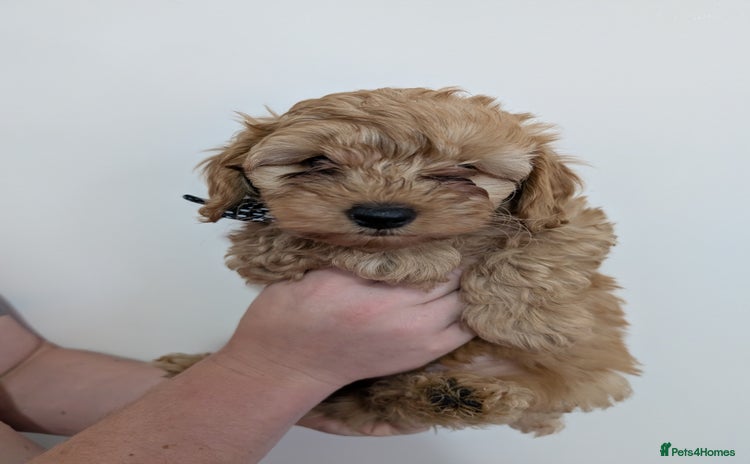 Australian Labradoodle dogs - Advert 1