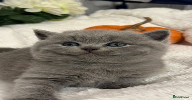 British Shorthair cats - Advert 15