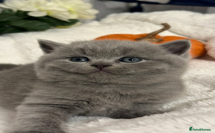 British Shorthair cats - Advert 3
