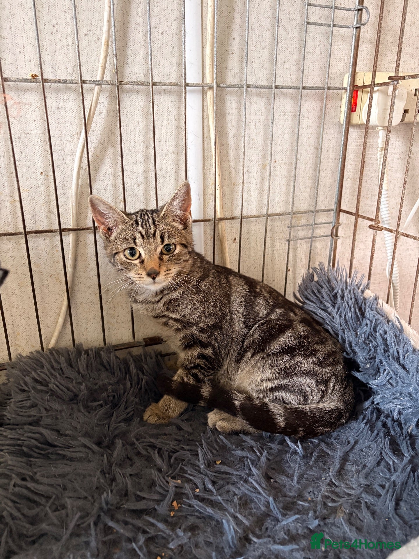 Mixed Breed cats Kittens x2 - Advert 1