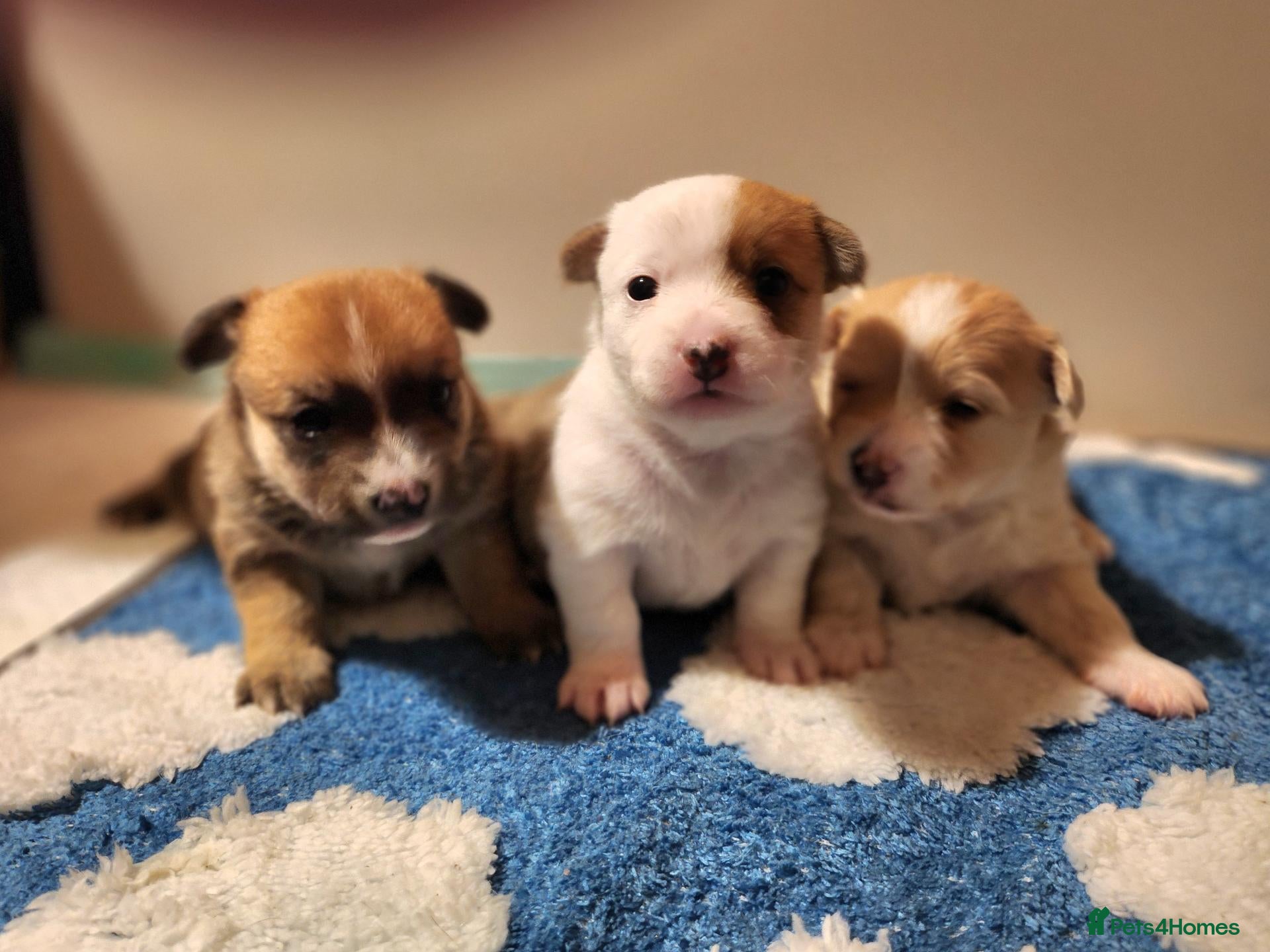 Mixed Breed dogs Gorgeous Pom Cross Babies  - Advert 2