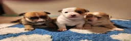 Mixed Breed dogs for sale: Gorgeous Pom Cross Babies  - Advert 1