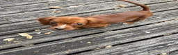 Cavapoo dogs for sale: Toy Cavapoo puppies- available 1 boy and 1 girl. - Advert 5