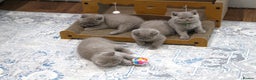 British Shorthair cats for sale: Gorgeous British Shorthair Kittens Teddy Bear Type - Advert 9