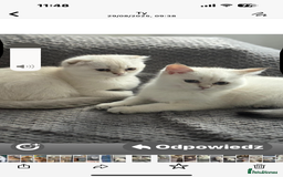 Scottish Fold cats for sale: purebred scottish kittens - Image 1