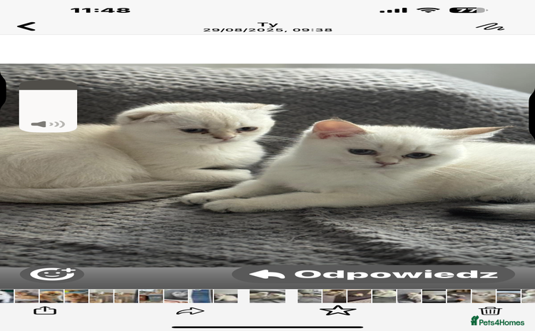 Scottish Fold cats - Advert 13