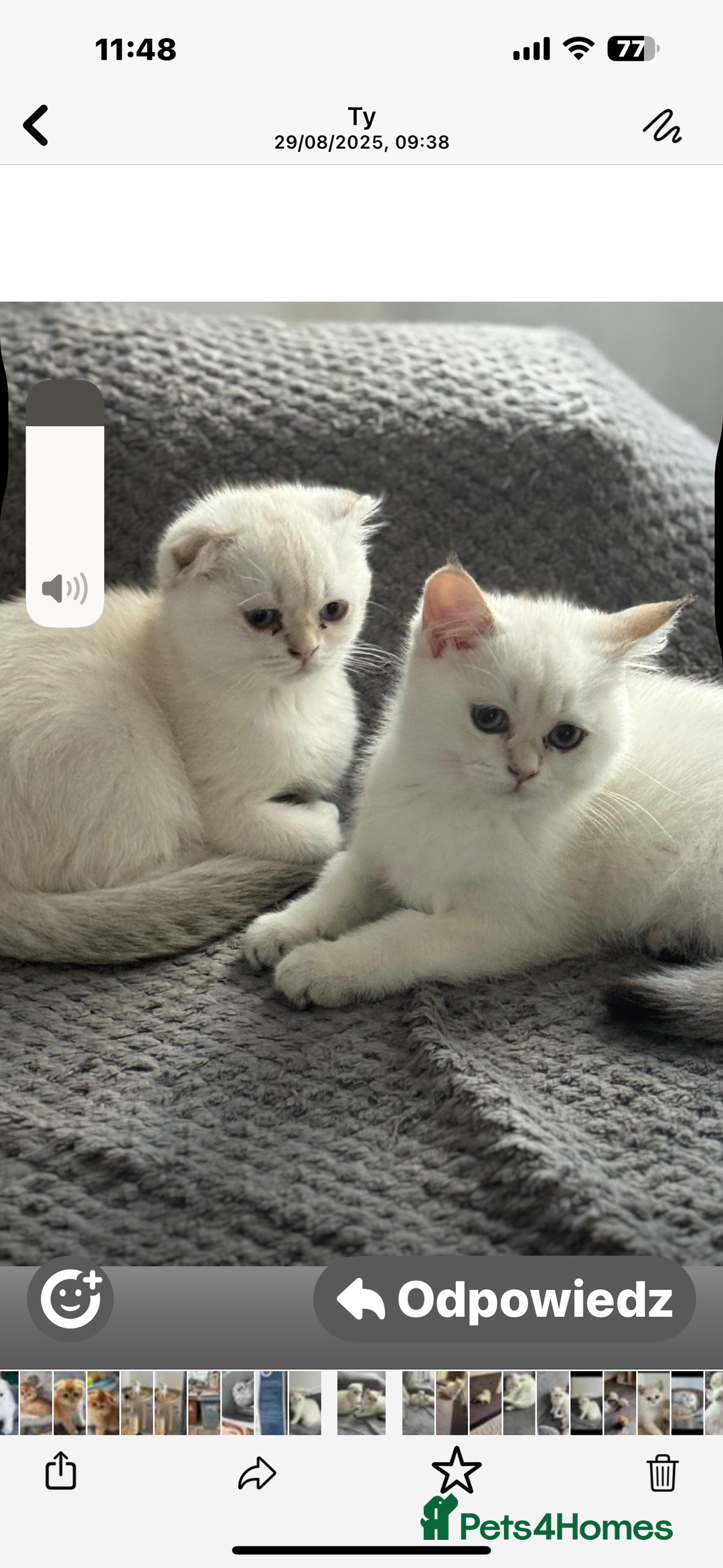 Scottish Fold cats for sale: purebred scottish kittens - Image 1