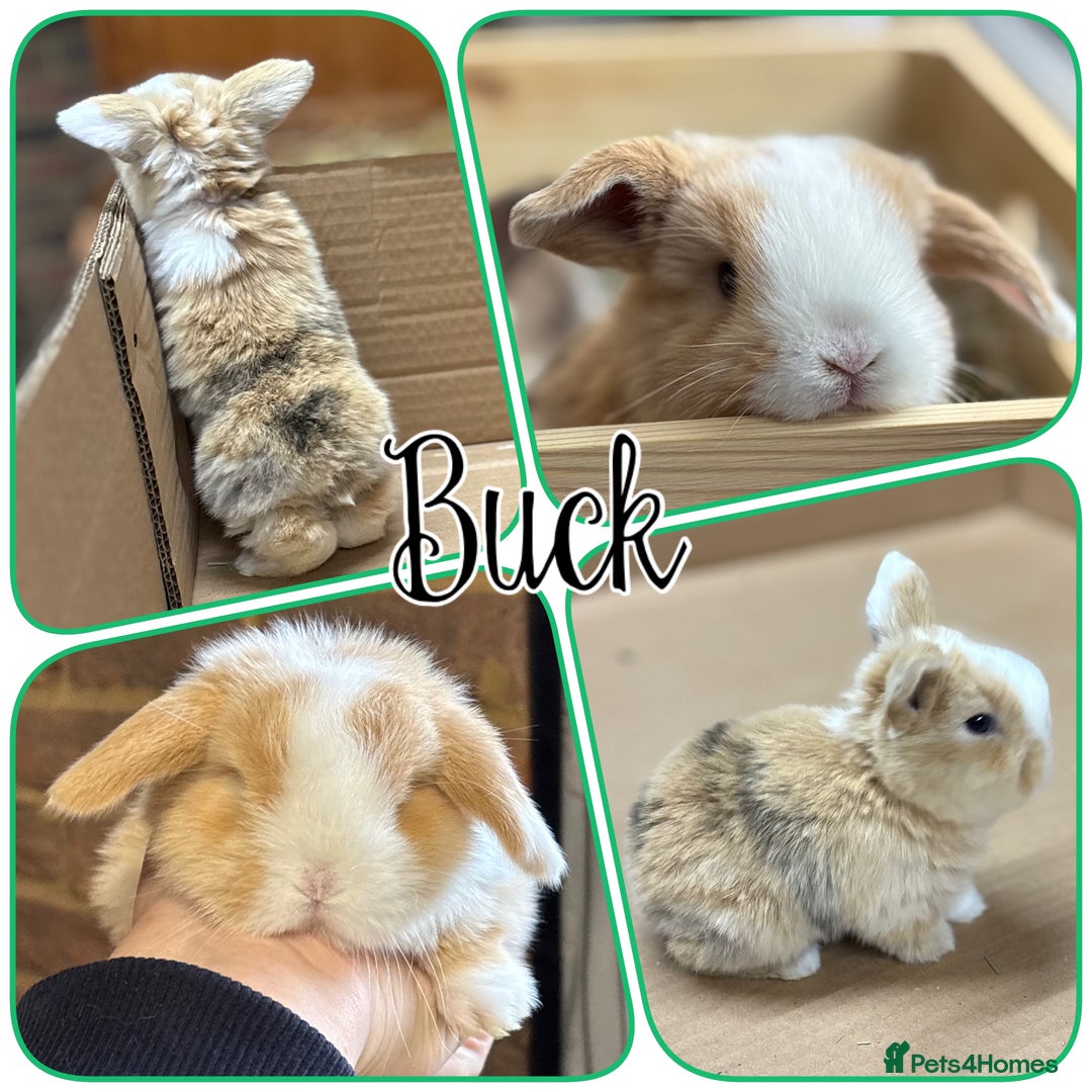 Mini Lop rabbits for sale: Pure mini lop babies - Advert 2