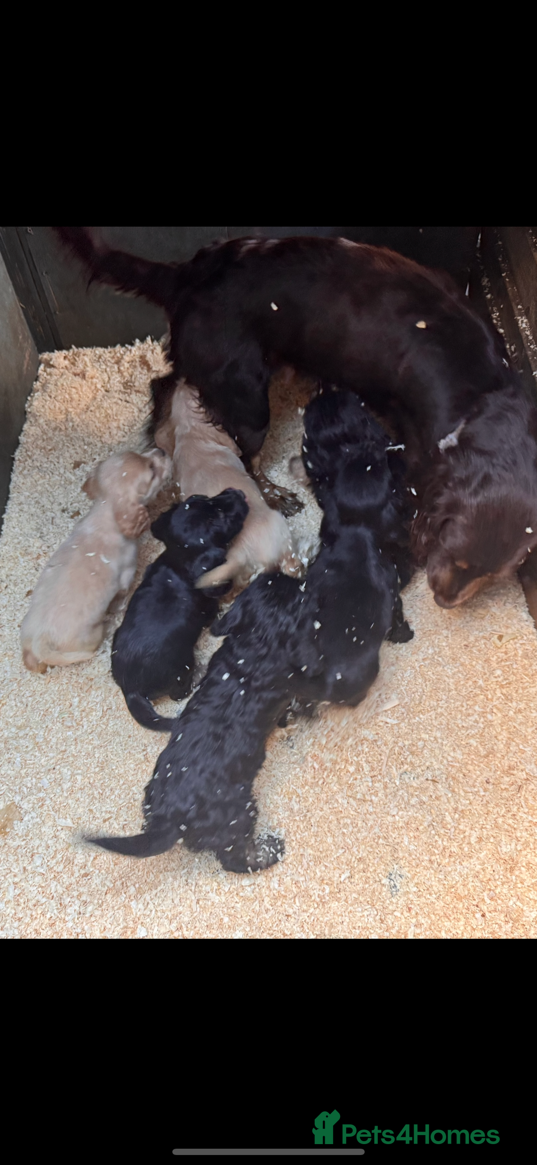 Cockapoo dogs for sale: COCKAPOO PUPPIES  - Advert 3