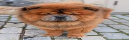 Chow Chow dogs for sale: Male Chow Chow  in Gerrards Cross - Advert 1