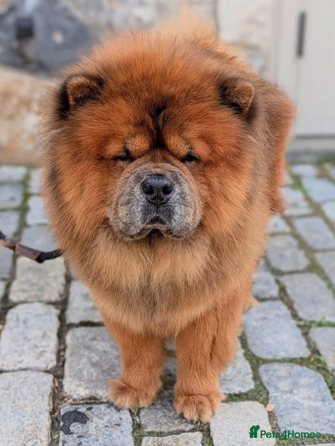 Chow Chow dogs for sale: Male Chow Chow  in Gerrards Cross - Advert 1