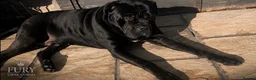 Cane Corso dogs for stud: FURY-JET BLACK CANE CORSO STUD   - Advert 8