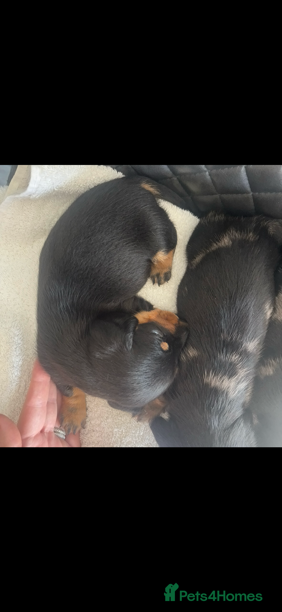 Miniature Dachshund dogs for sale: Beautiful miniature dachshund puppies - Image 14