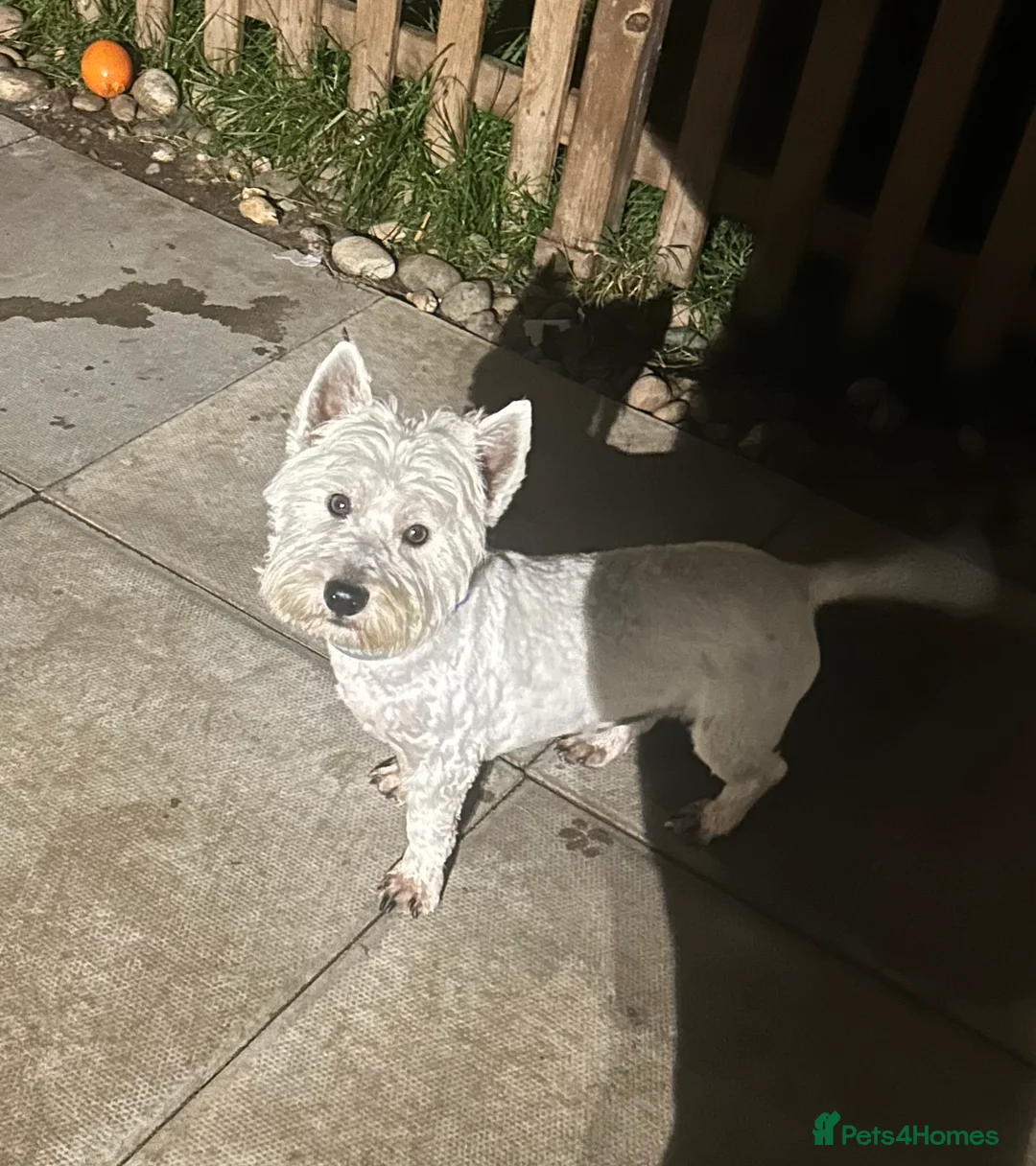 West Highland Terrier dogs for stud: Our 2 Kc reg boys west highland terrier for stud in Middlesbrough - Advert 10