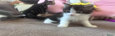 Mixed Breed Kitten 1