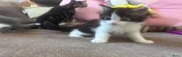 Mixed Breed cats for sale: Two kittens avaliable  - Advert 2