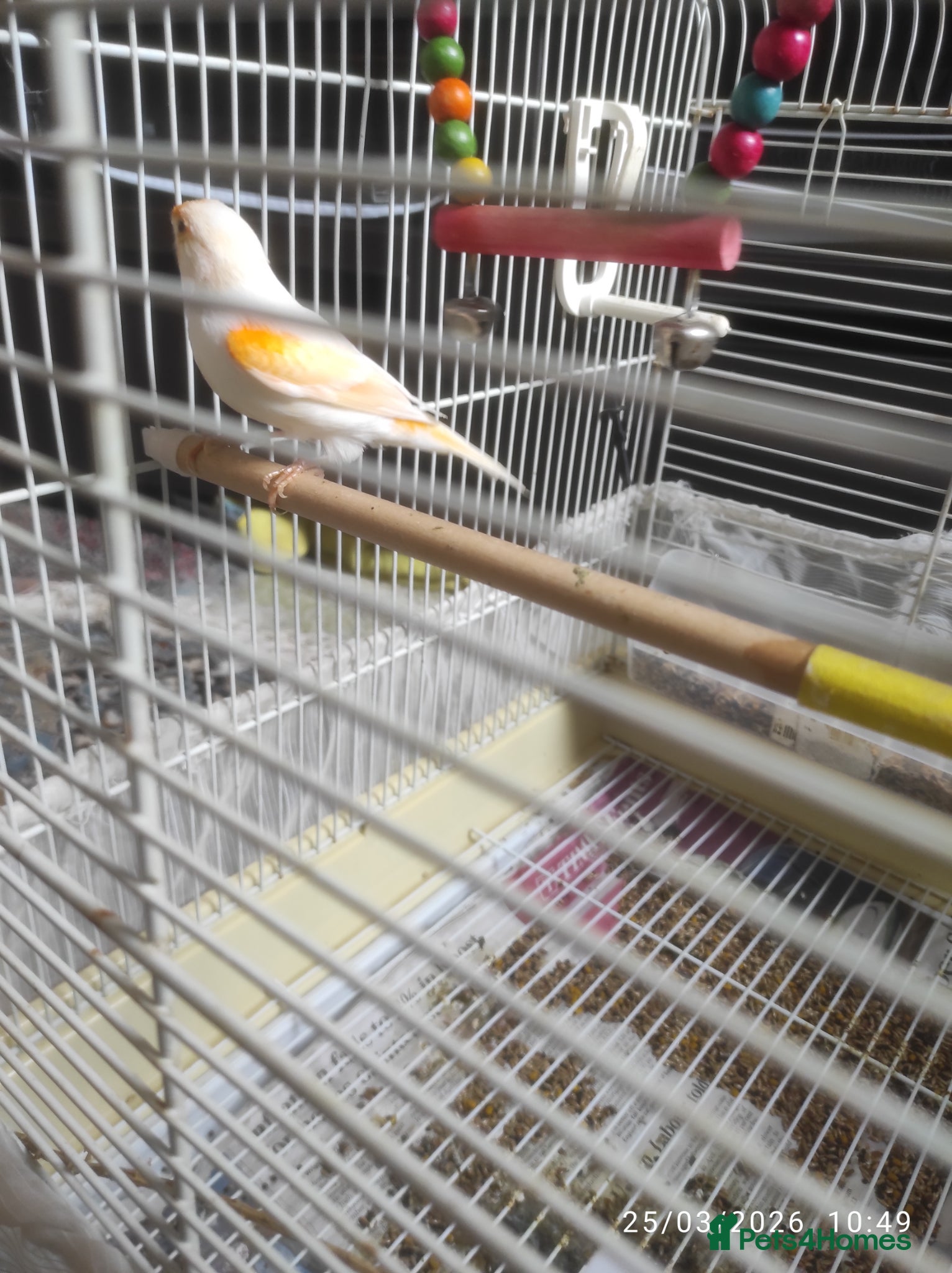 Canaries birds Canary - Advert 5