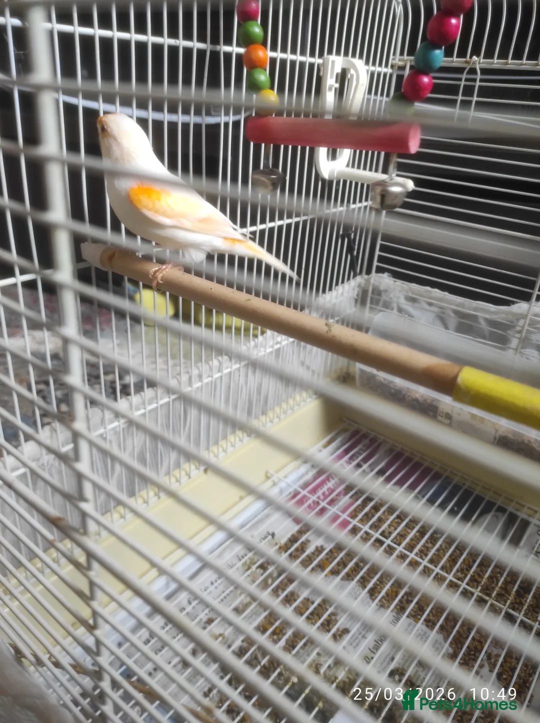 Canaries birds for sale: Canary in London - Advert 1