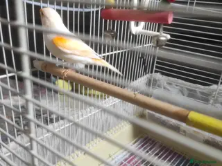 Canaries birds Canary - Advert 1