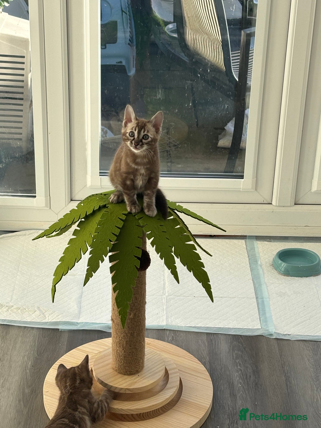 Bengal cats for sale: Pure Bengal kittens ready to go - Advert 12