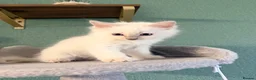 Ragdoll cats for sale: ✨5 blue point and 1 lilac ragdoll kittens ✨ - Advert 13