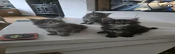 Maine Coon cats for sale: Maine coon kittens  - Advert 14
