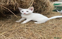 Siamese cats for sale: Stunning Siamese X Ragdoll kittens  - Image 5