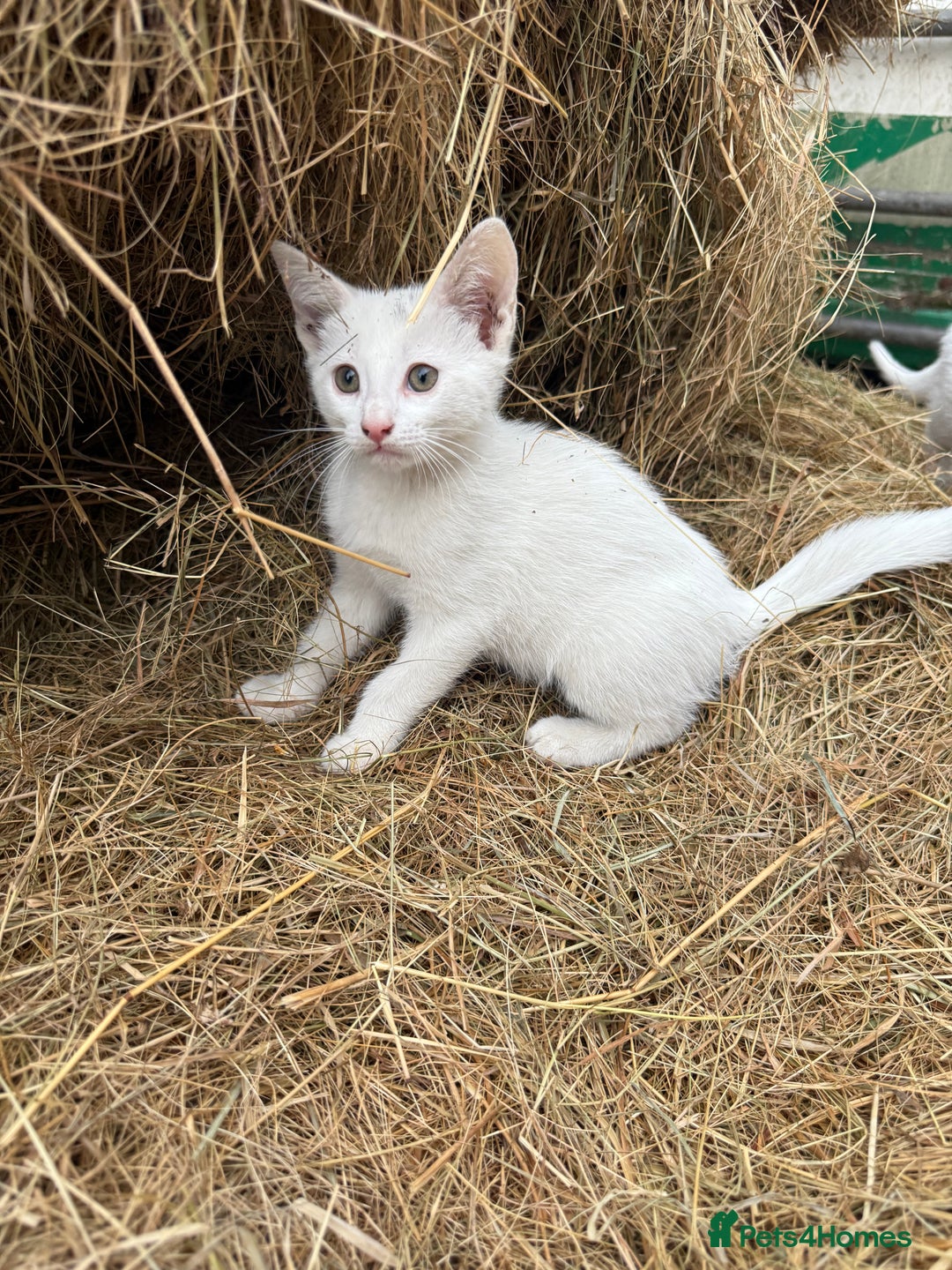 Siamese cats for sale: Stunning Siamese X Ragdoll kittens  - Image 5