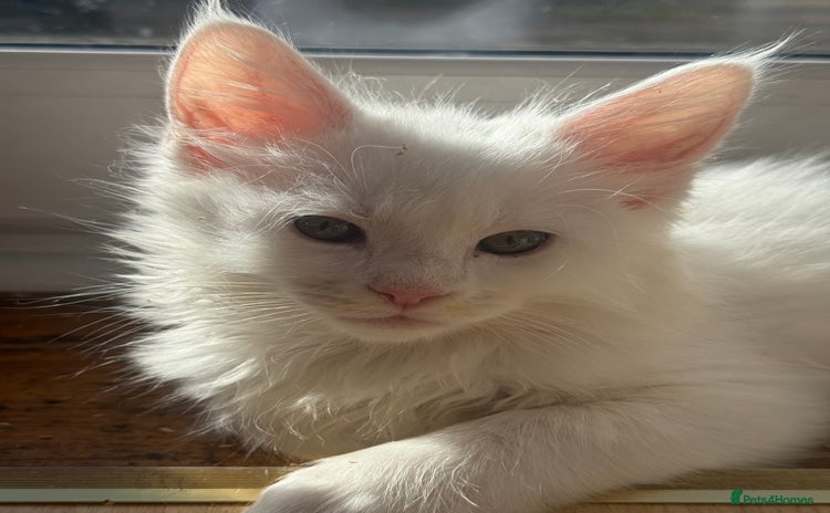 Maine Coon cats - Advert 1