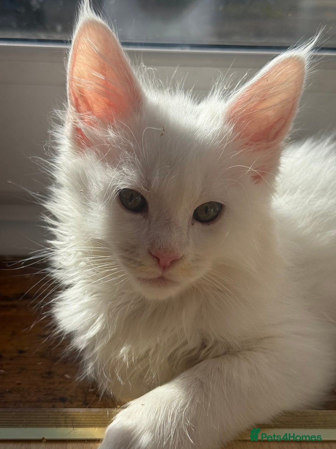 Maine Coon cats for sale: 3 stunning babies left - Image 2