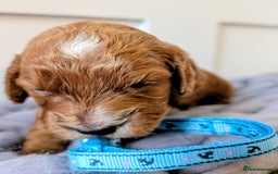 Cockapoo dogs for sale: Stunning F1 Show Toy Red Cockapoo puppies DNA ✔️ - Advert 4