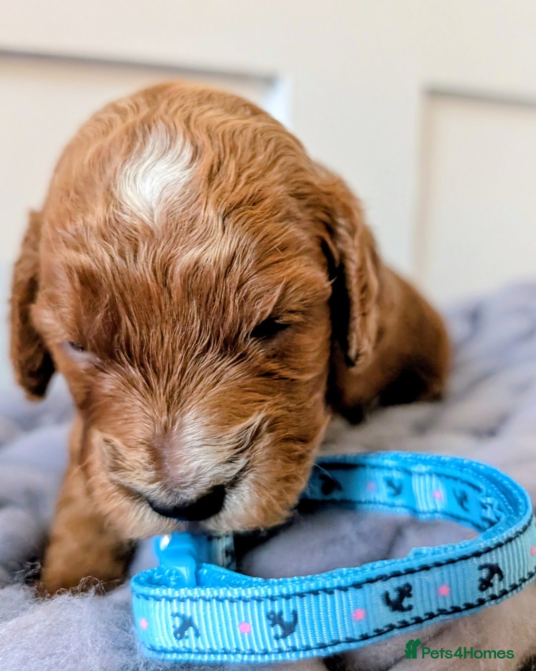 Cockapoo dogs for sale: Stunning F1 Show Toy Red Cockapoo puppies DNA ✔️ - Advert 4