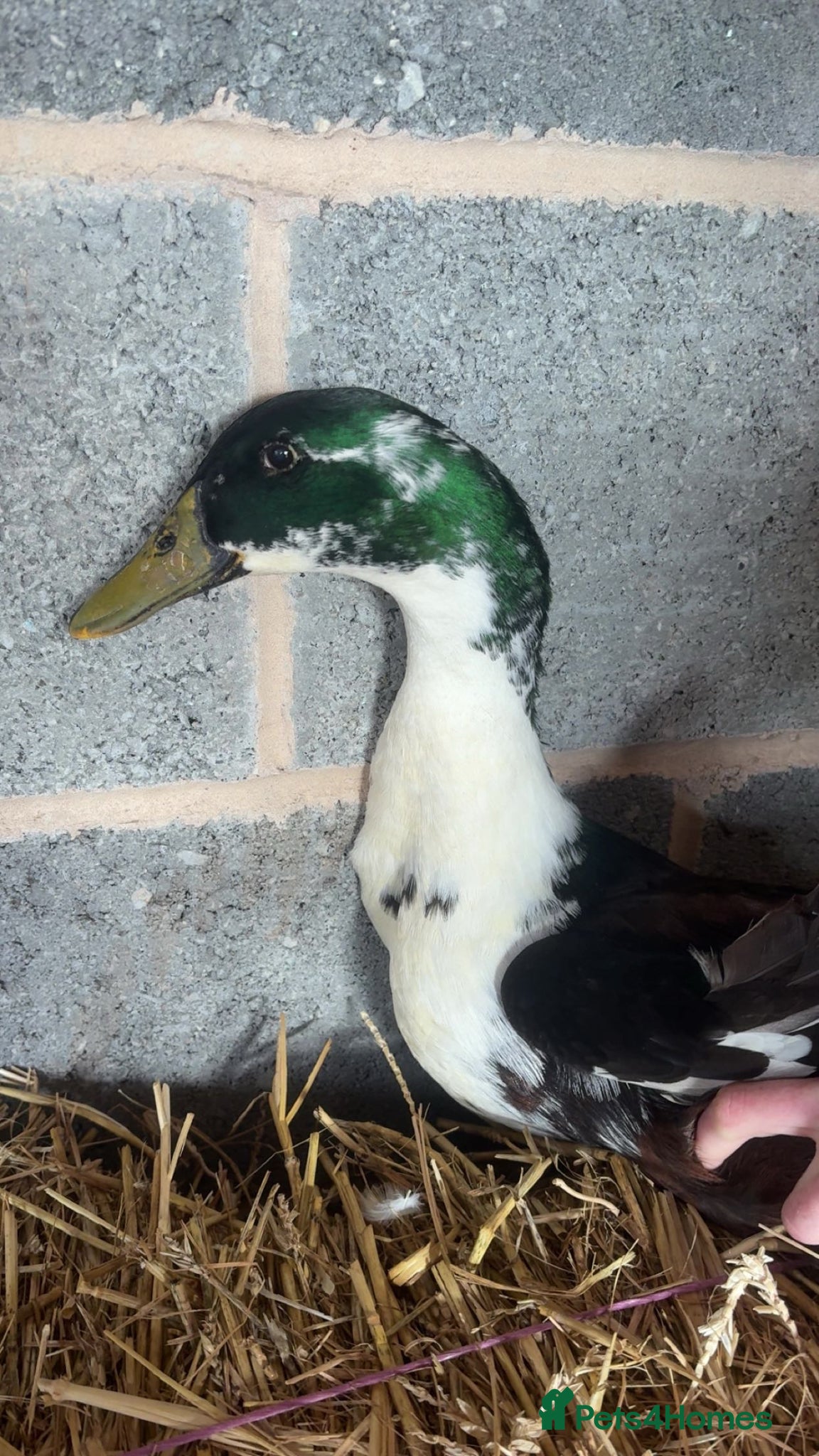 Ducks poultry for sale: Male Runner Duck in Doncaster - Advert 1