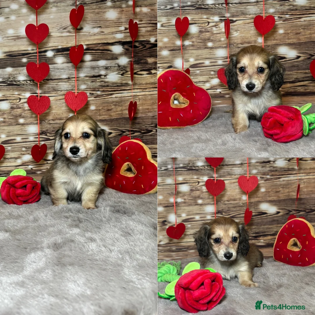 Miniature Dachshund dogs for sale: Beautiful miniature long haired dachshunds - Advert 1