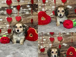 Miniature Dachshund dogs Beautiful miniature long haired dachshunds - Advert 1