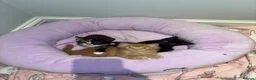 Mixed Breed cats for sale: Mixed breed kittens for sale  in Egham - Advert 12