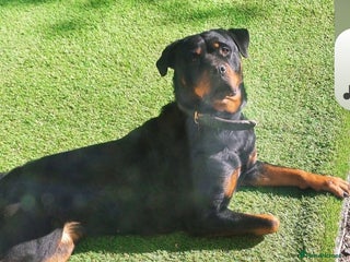 Rottweiler dogs Rottweiler looking for new home - Advert 1