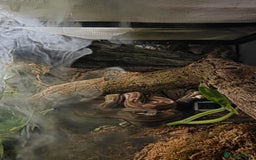 Boa Snake reptiles for sale: Dwarf Jungle Monty Boa Constrictor - Image 3