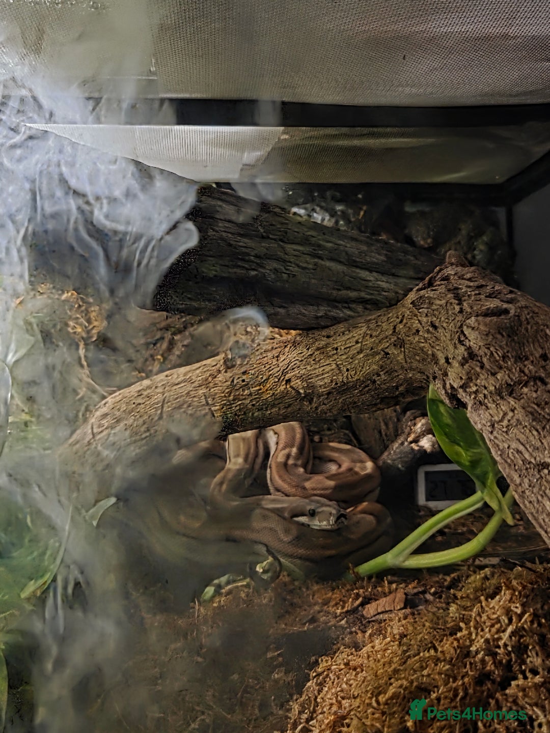 Boa Snake reptiles for sale: Dwarf Jungle Monty Boa Constrictor - Image 3