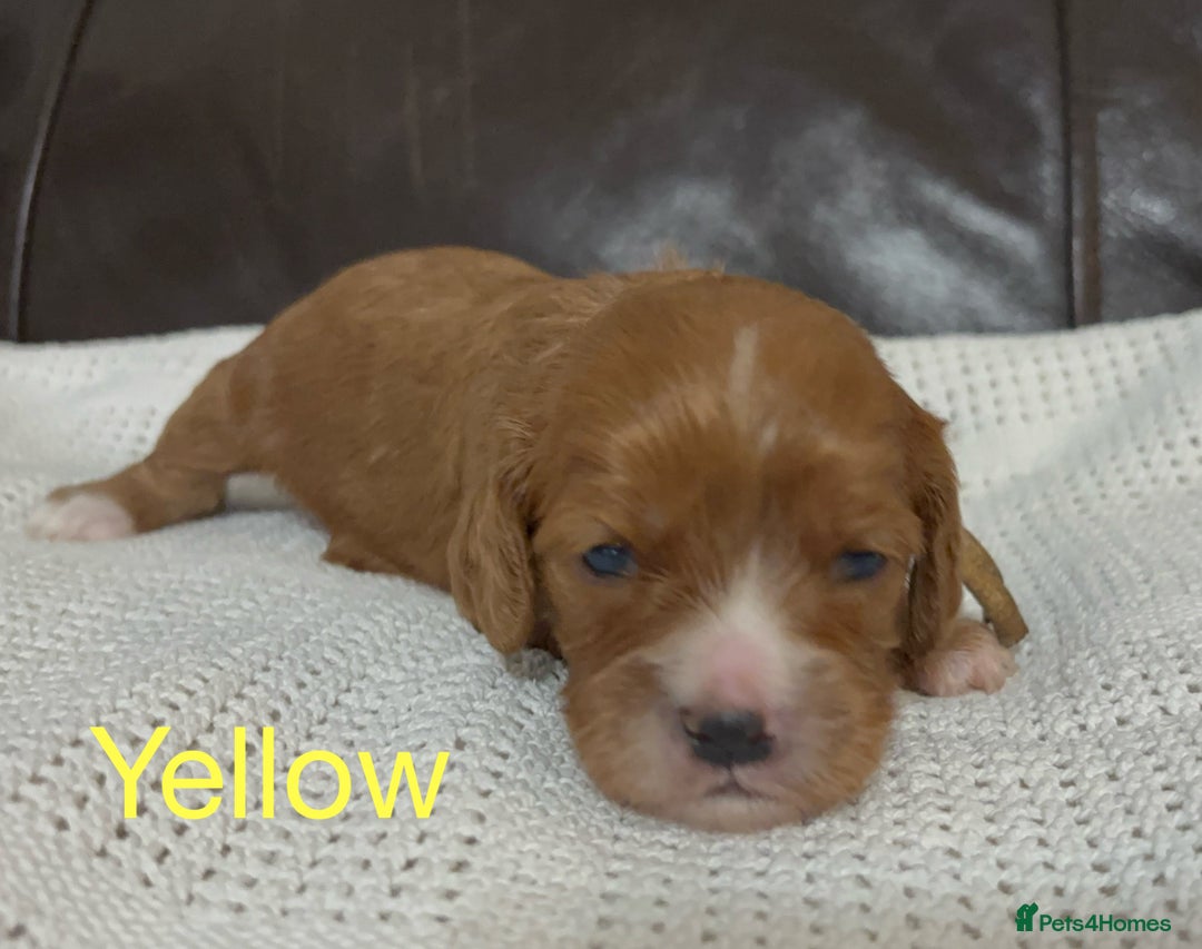 Cavapoo dogs for sale: Gorgeous F1 Cavapoo puppies. Health tested parents - Advert 16