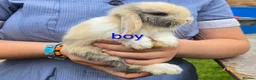 Mini Lop rabbits for sale: Mini lop bunnies for sale  - Advert 6
