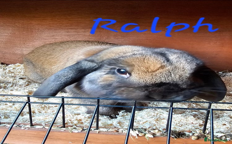 Mini Lop rabbits - Advert 2