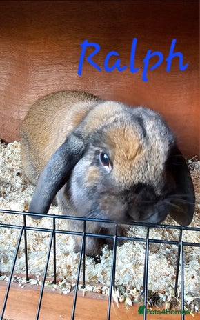 Mini Lop rabbits - Advert 2