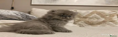 Persian 1