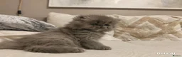 Persian cats for sale: Exotic Persian Kittens  - Advert 3