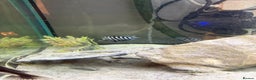 Cichlids fish for sale: Convict cichlids  - Advert 7