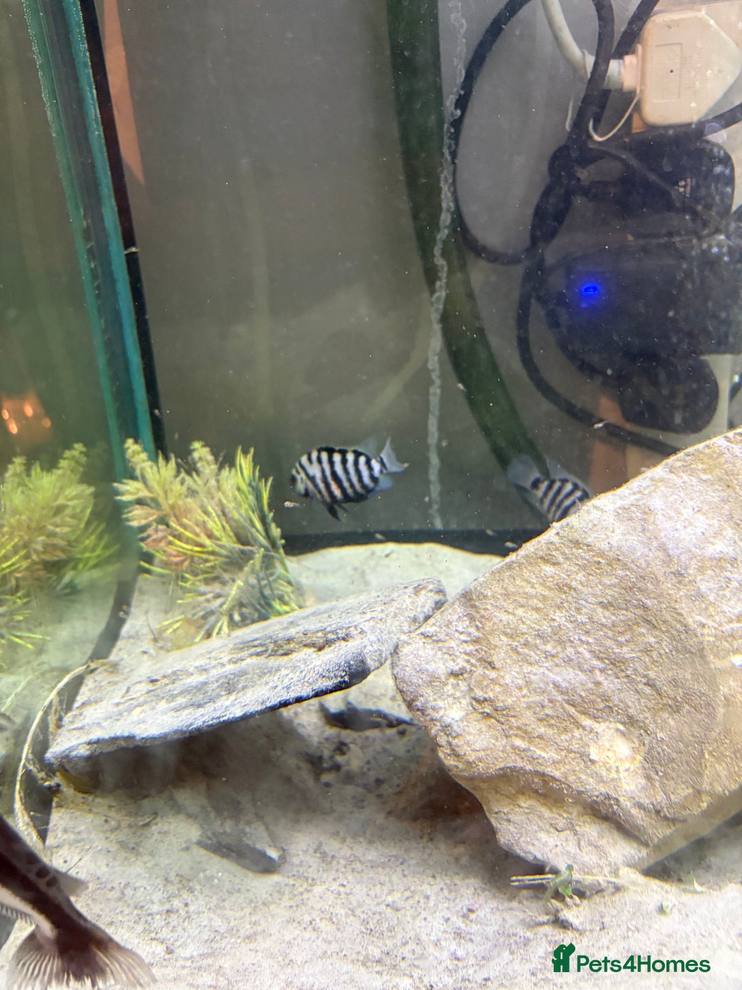 Cichlids fish for sale: Convict cichlids  - Advert 7