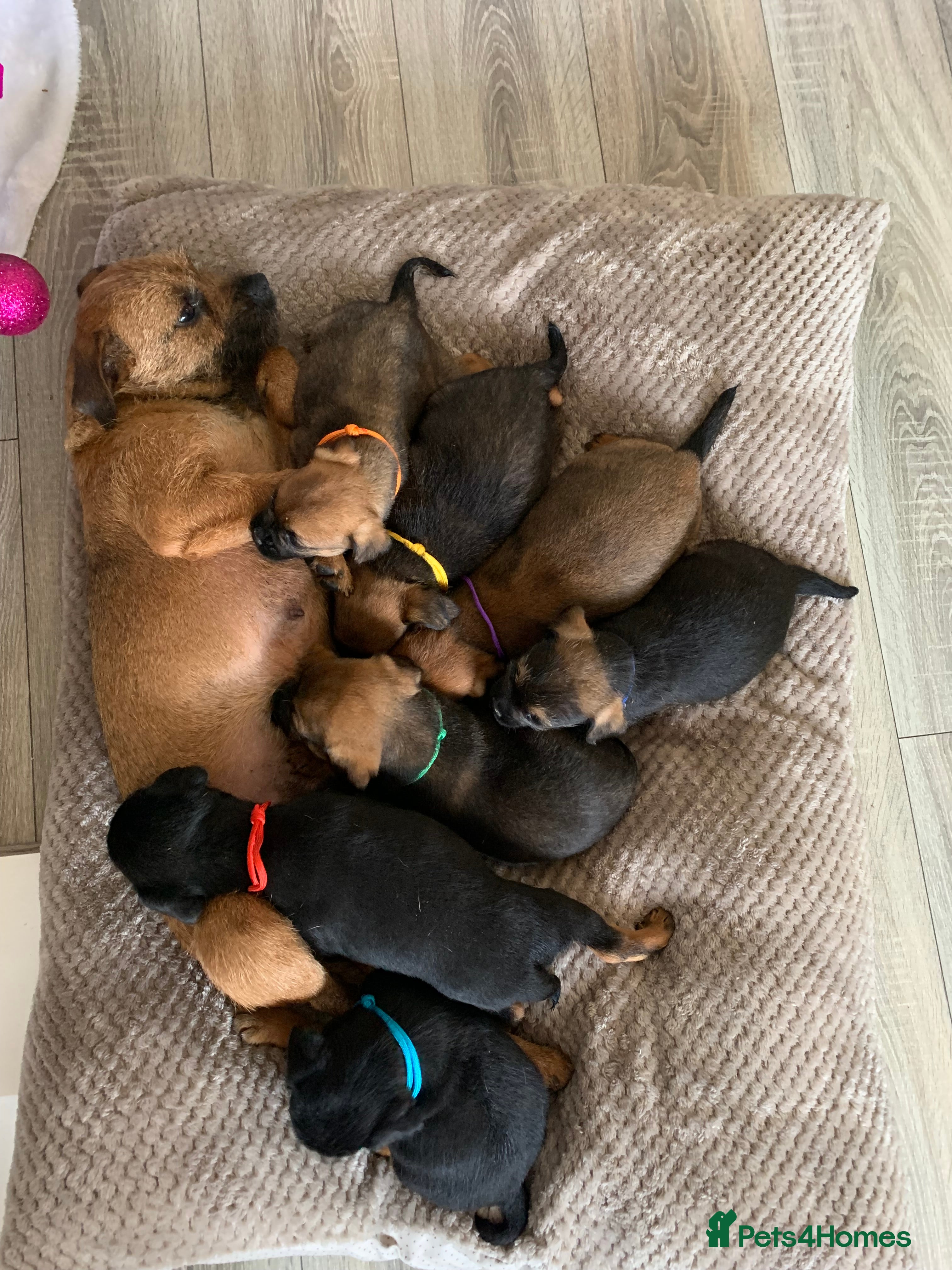 Border Terrier dogs Healthy Companions KC registered  - Advert 1